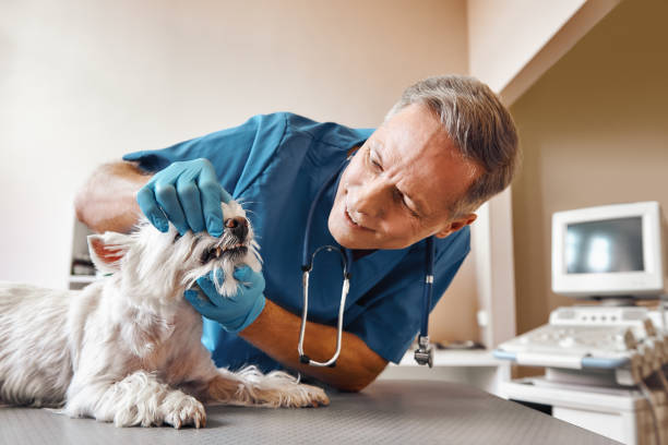 Best Emergency Dental Care for Sports Injuries in Dale City, VA
